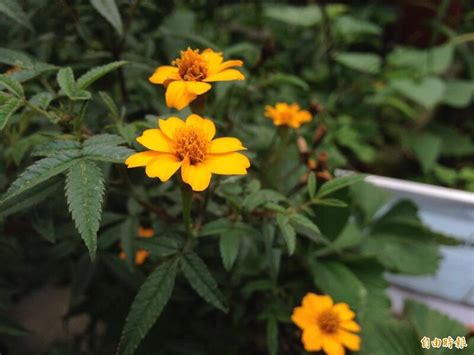 芳香萬壽菊禁忌|芳香萬壽菊功效大公開：營養價值、食用方式、禁忌一次搞懂